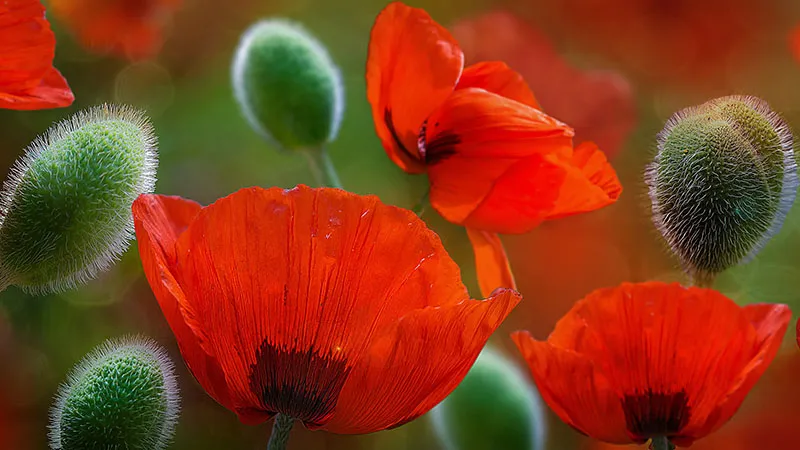 Flowers 394