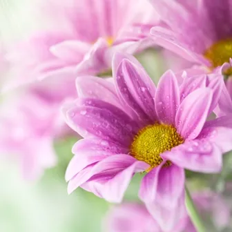 Flowers 140