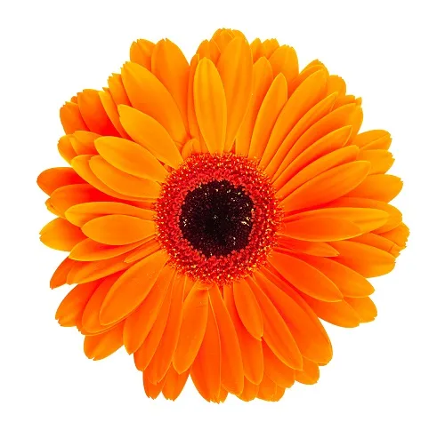 Flowers 133
