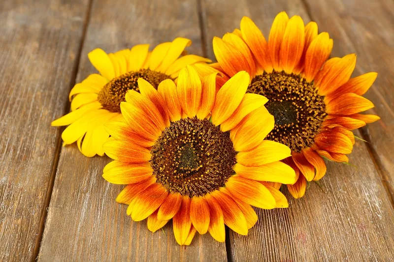 Flowers 164