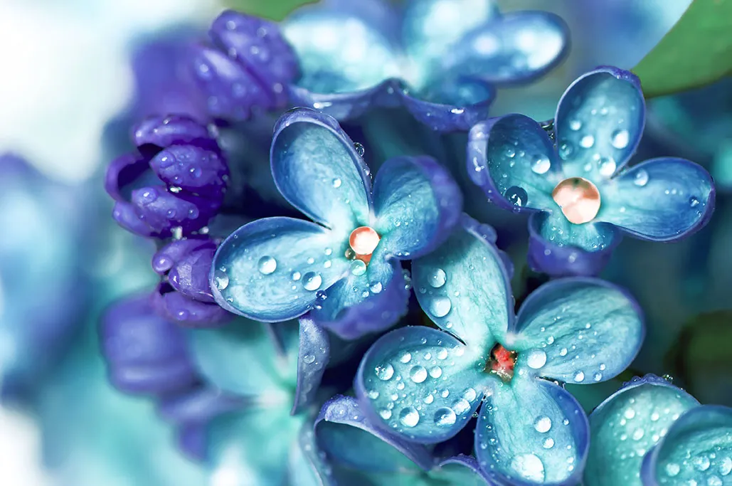 Flowers 521