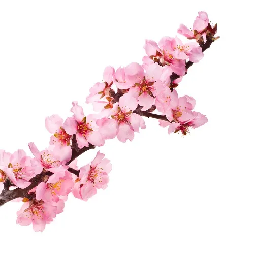 Flowers 309
