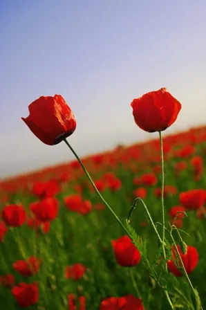 Flowers 254