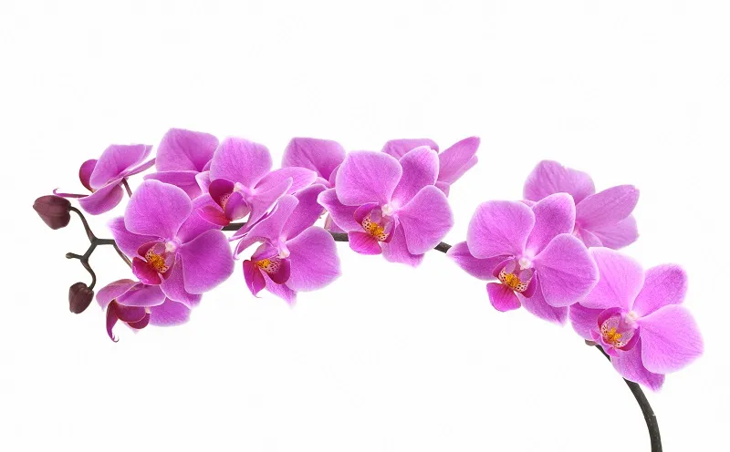 Flowers 001