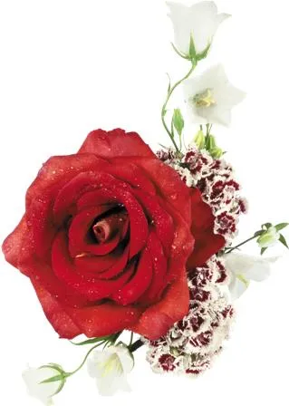 Flowers 077