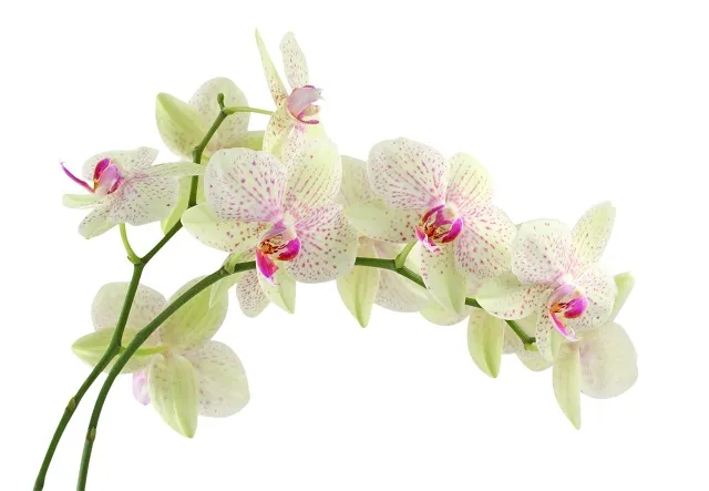 Flowers 026