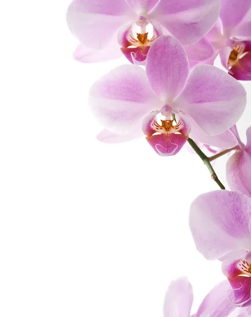 Flowers 030