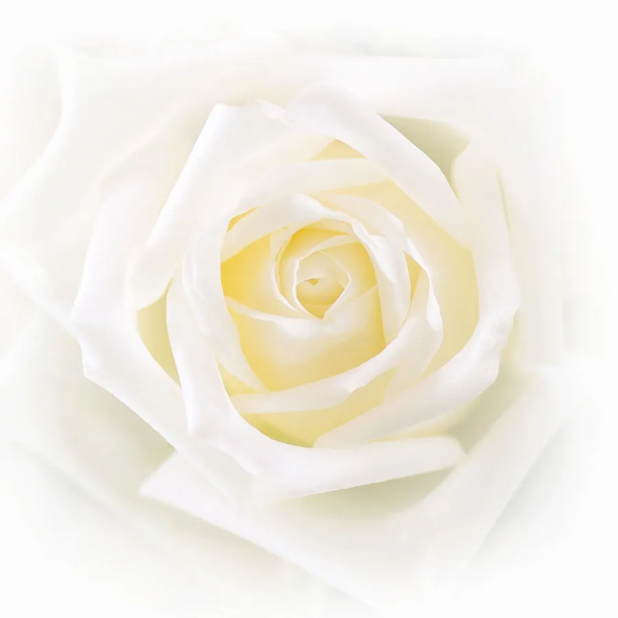 Flowers 584