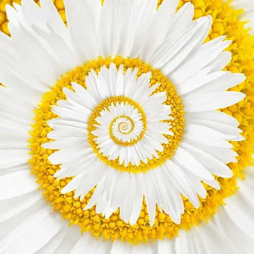 Flowers 328