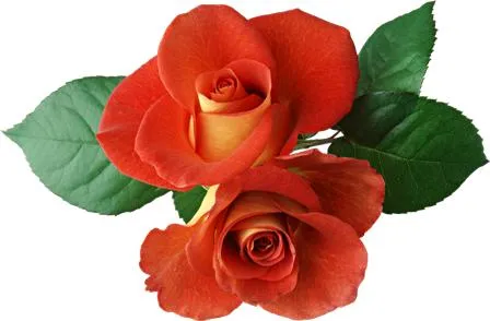 Flowers 076