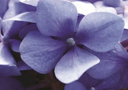 Flowers 248
