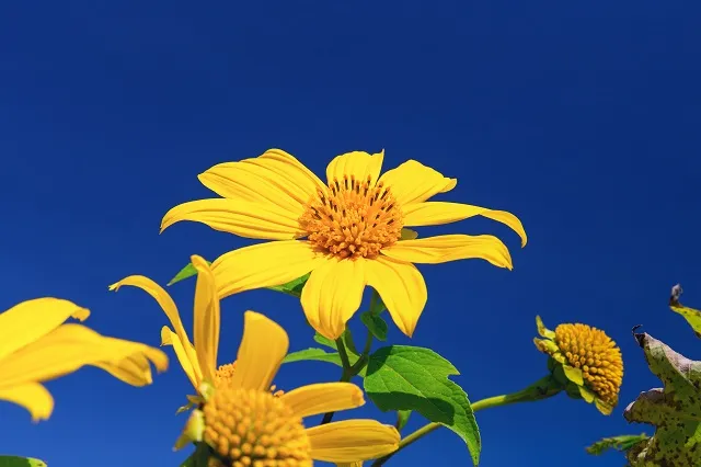 Flowers 320
