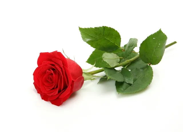 Flowers 325