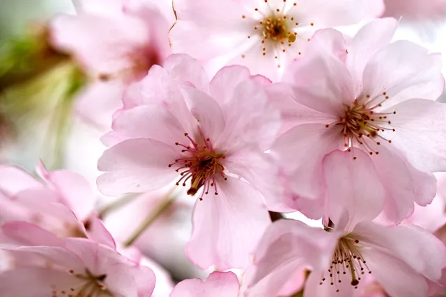 Flowers 143