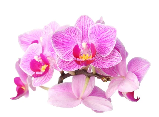 Flowers 021