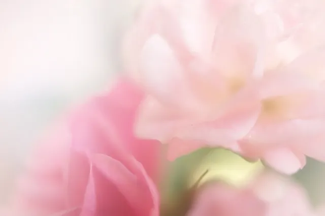 Flowers 110