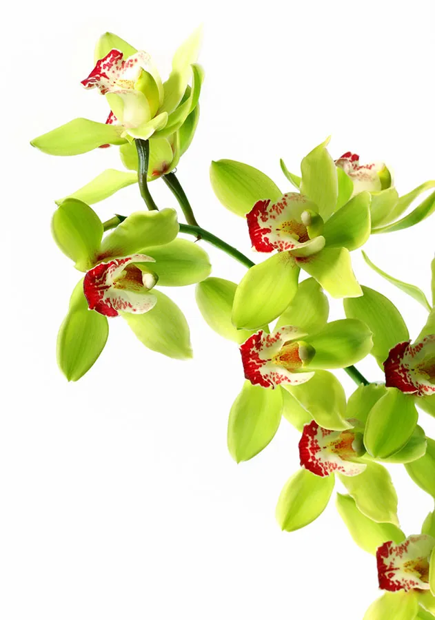 Flowers 492