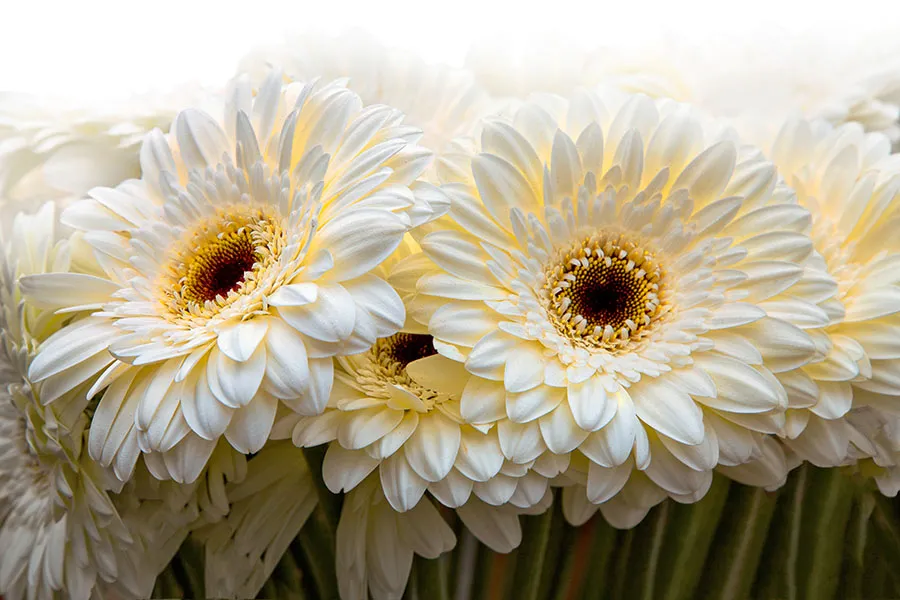 Flowers 494