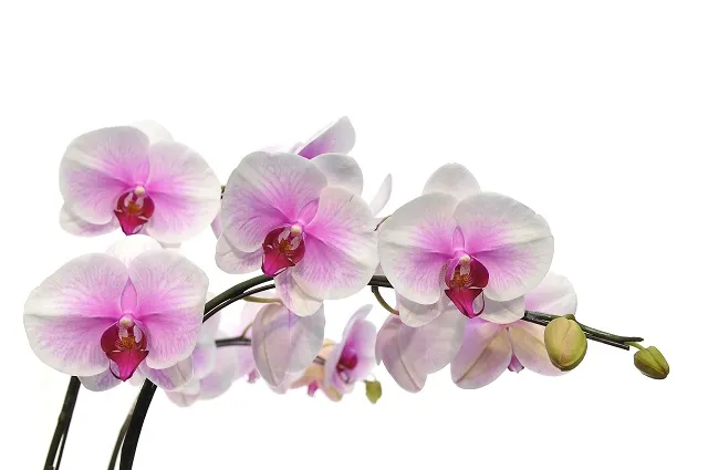 Flowers 264