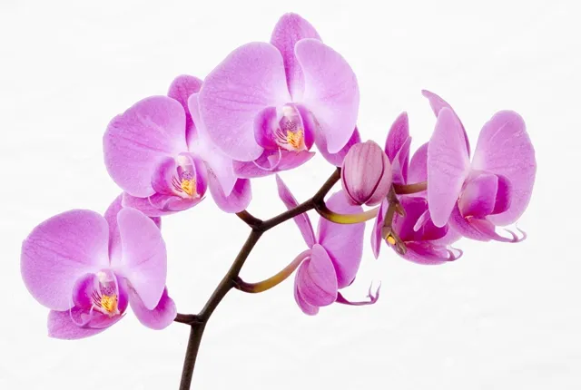 Flowers 002