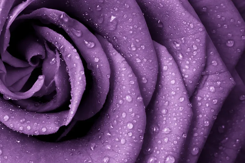 Flowers 012
