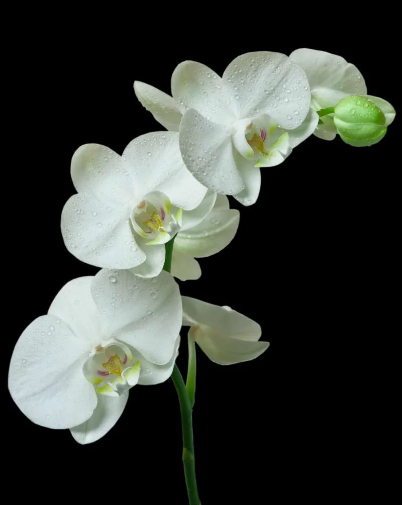 Flowers 004