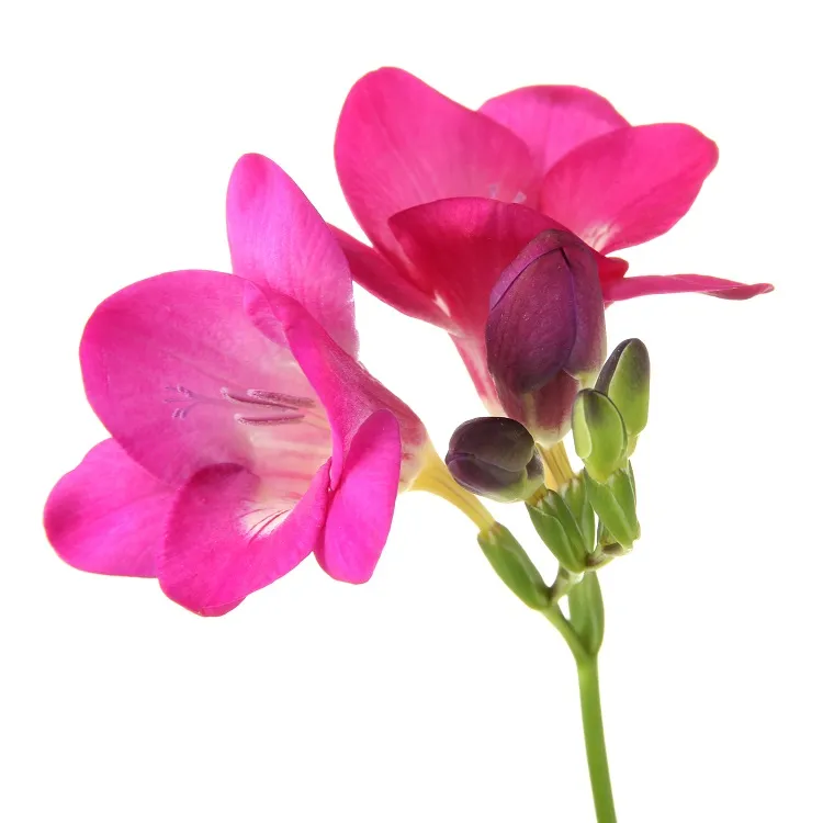 Flowers 241