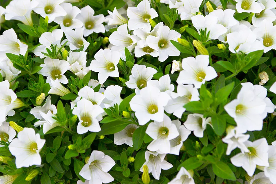 Flowers 469