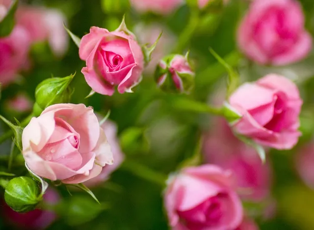 Flowers 329