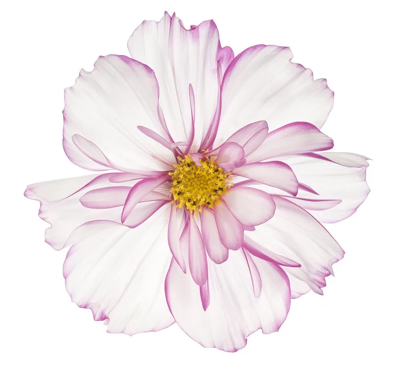 Flowers 124