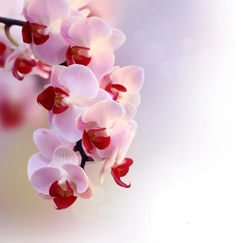 Flowers 043