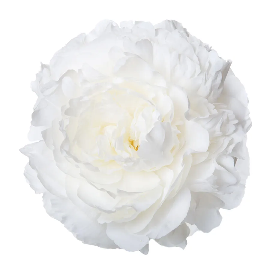 Flowers 582