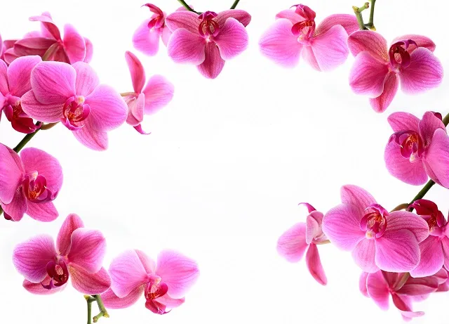 Flowers 029