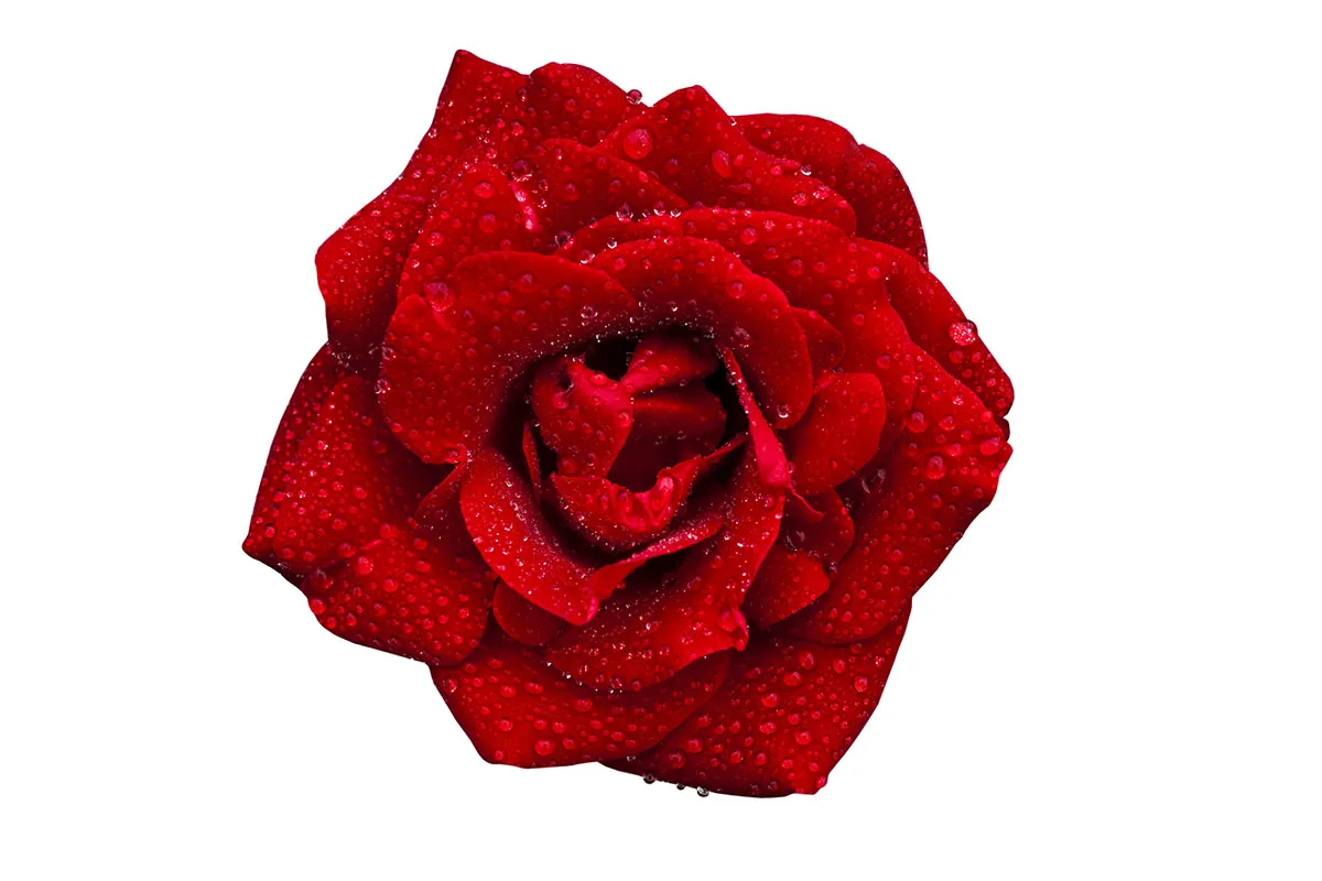 Flowers 386