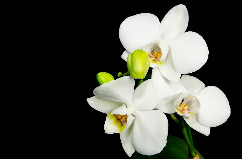Flowers 070