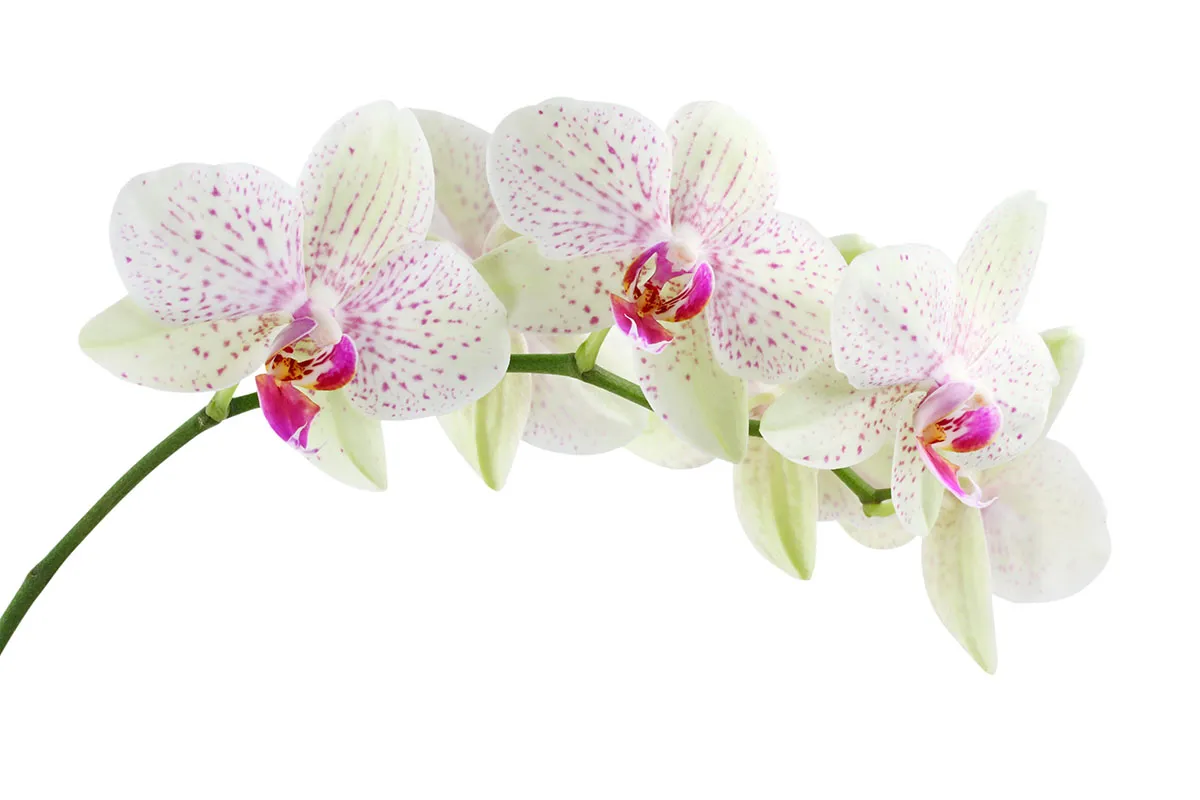 Flowers 354