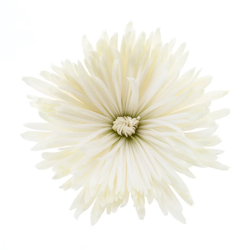 Flowers 428