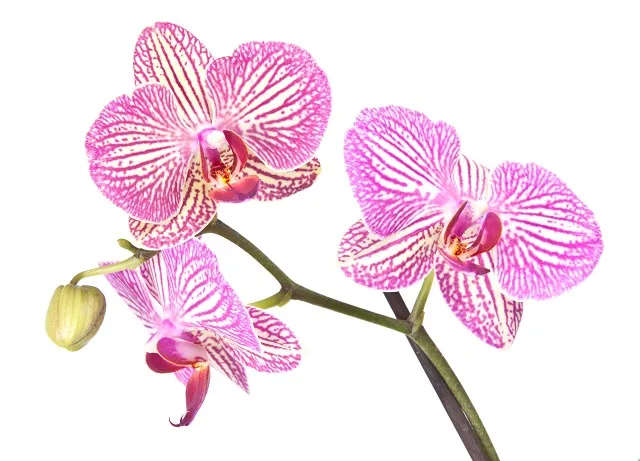 Flowers 282