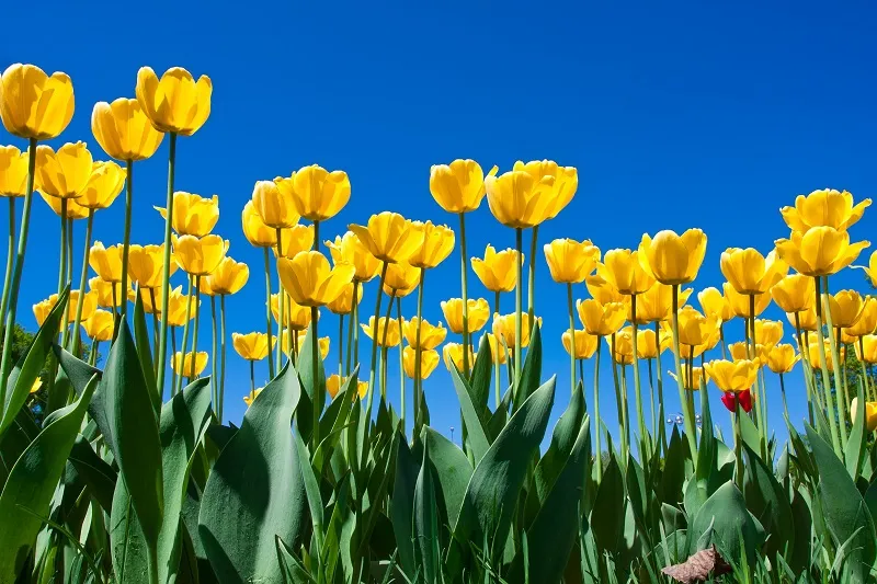 Flowers 191