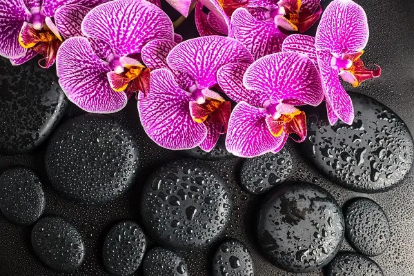 Flowers 003