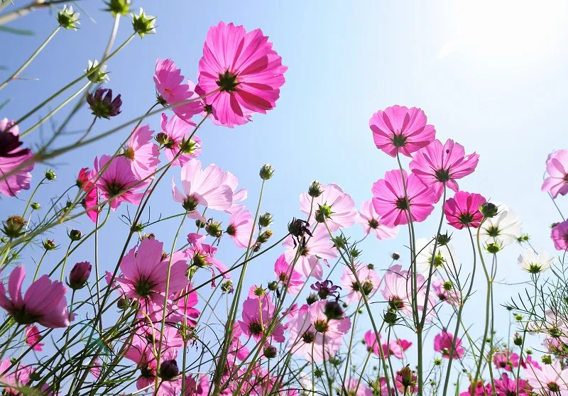 Flowers 018