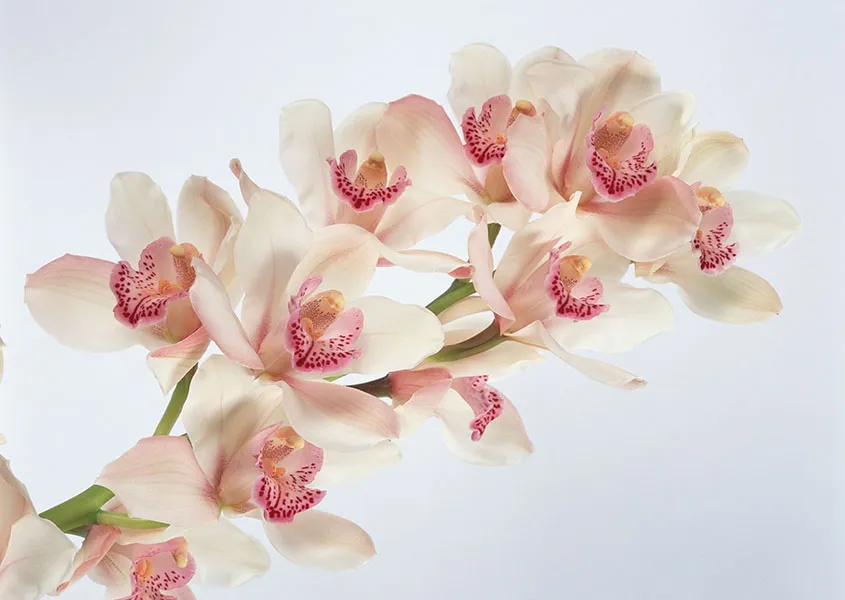 Flowers 407