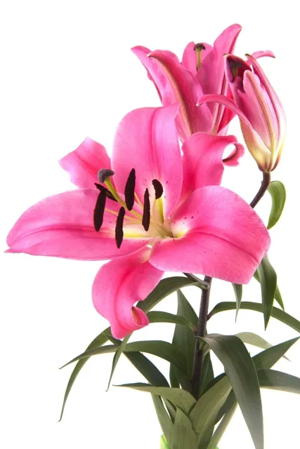Flowers 171
