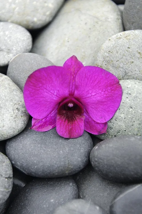 Flowers 059
