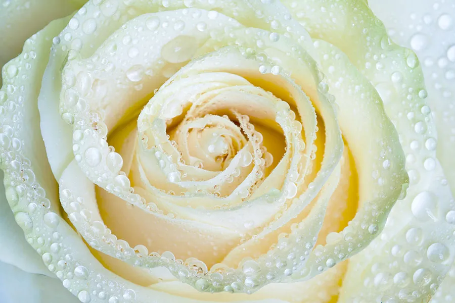 Flowers 474