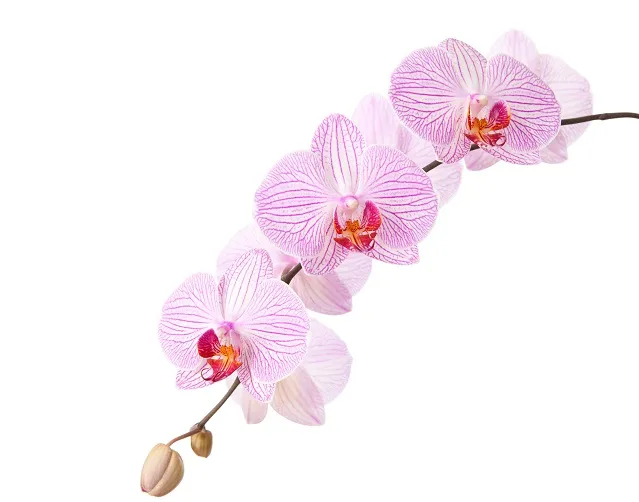 Flowers 032
