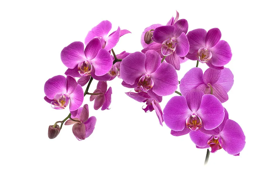 Flowers 533