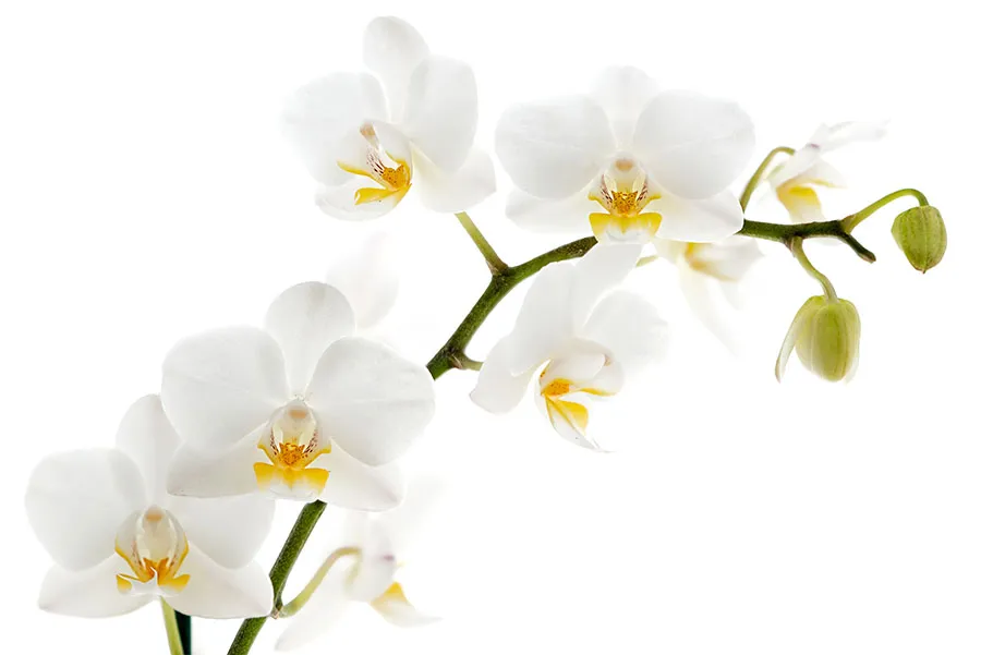 Flowers 053c