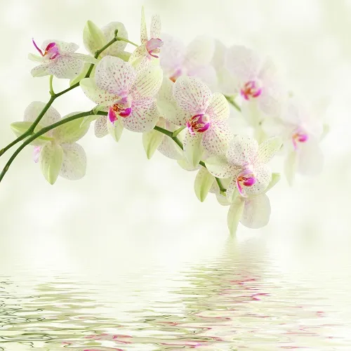 Flowers 306