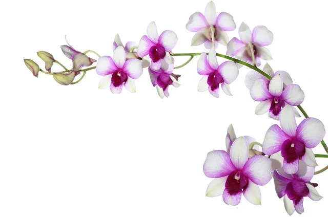 Flowers 341